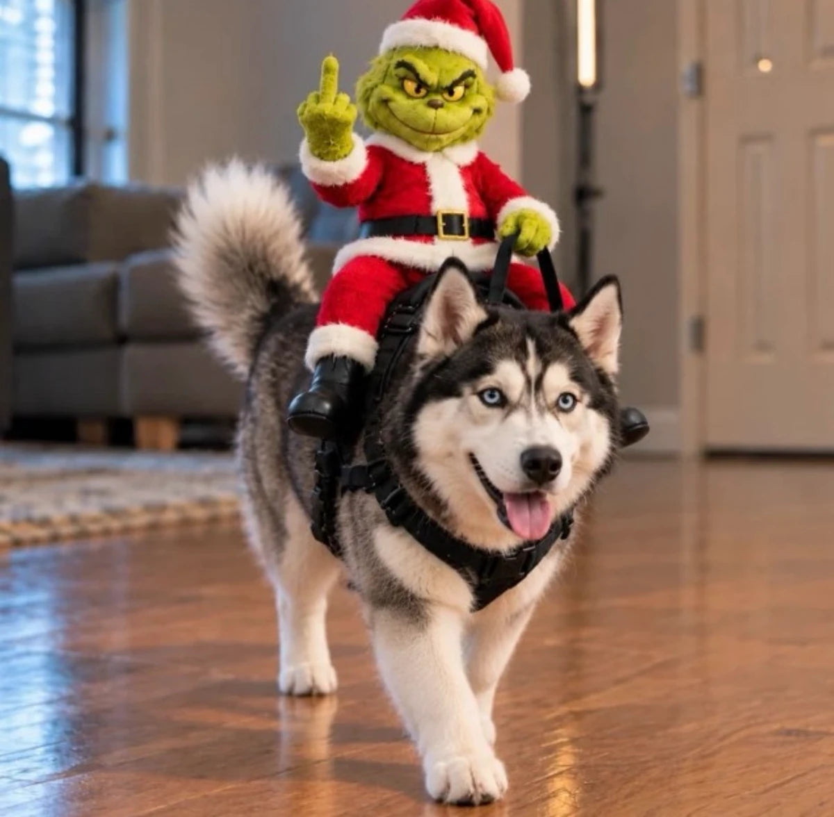 Husky wearing Santa Rider in a red Santa suit and black costume harness